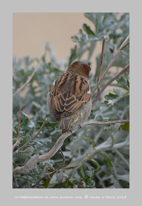 photographie, bird, moineau, tourner le dos, w-hebdo 06, année 2017 , ronan le berre, elnanor, imagier